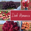 Mix Dark Romance (50 tulpenbollen)