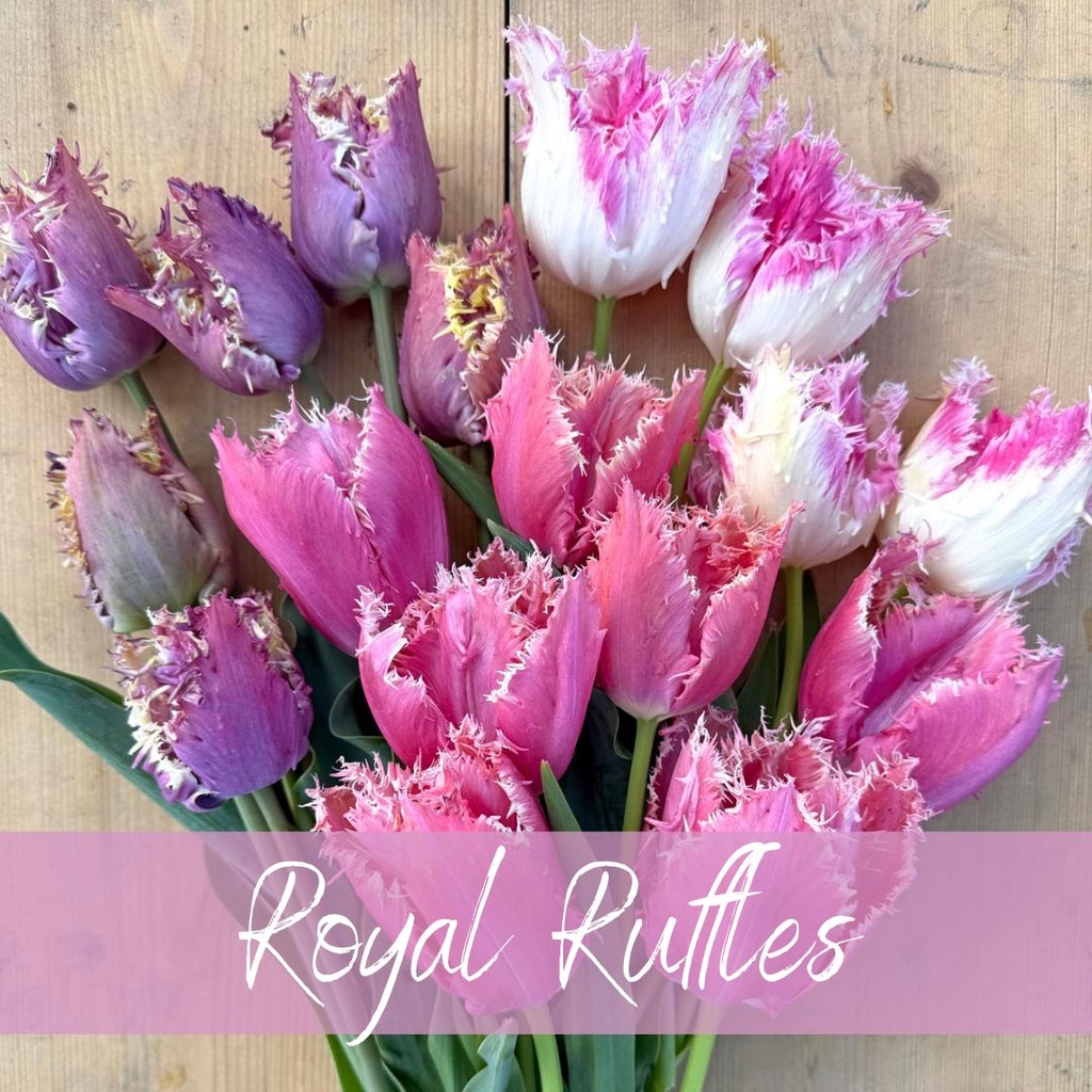 Mix Royal Ruffles (30 tulpenbollen)