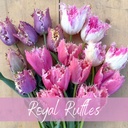 Mix Royal Ruffles (30 tulpenbollen)