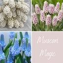 Mix Muscari Magic