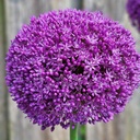 Gratis product - Allium Ambassador !