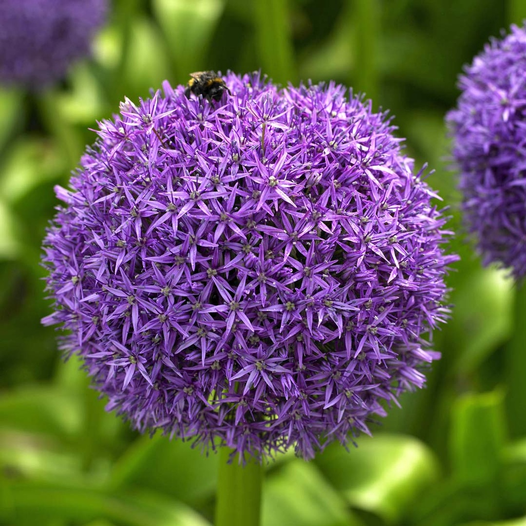 Allium Globemaster 1st.