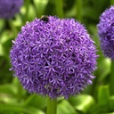 Allium Globemaster 1st.
