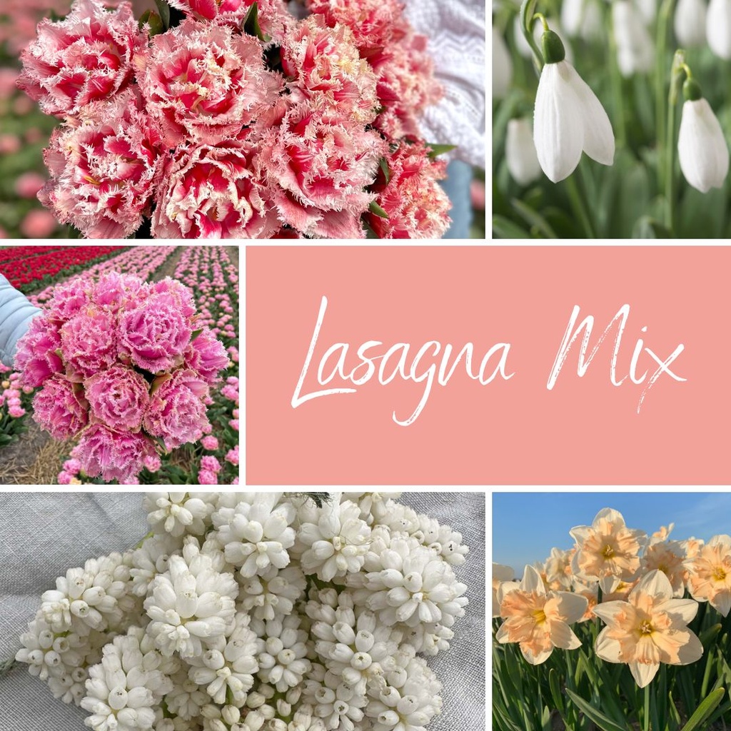 Mix Lasagna (50 bloembollen)