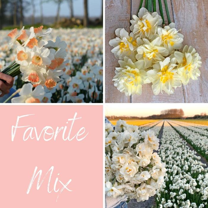 Mix Favorite (30 narcissus bulbs)
