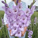 Gladiool Blue Tropic