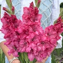 Gladiool Sweet Love