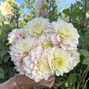 Sweet Nathalie