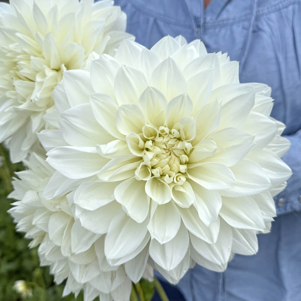 White Perfection