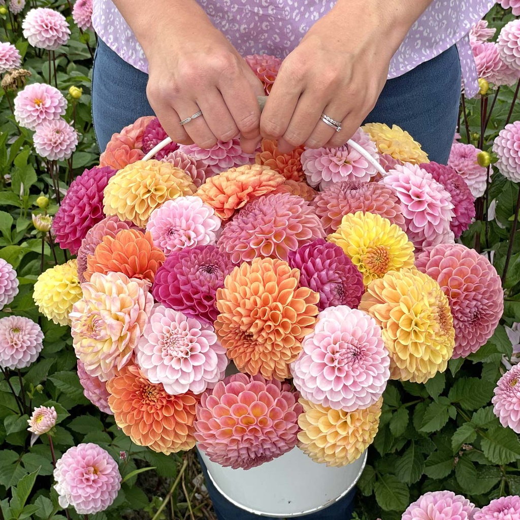 Mix Ball Beauties (5 dahlia's)