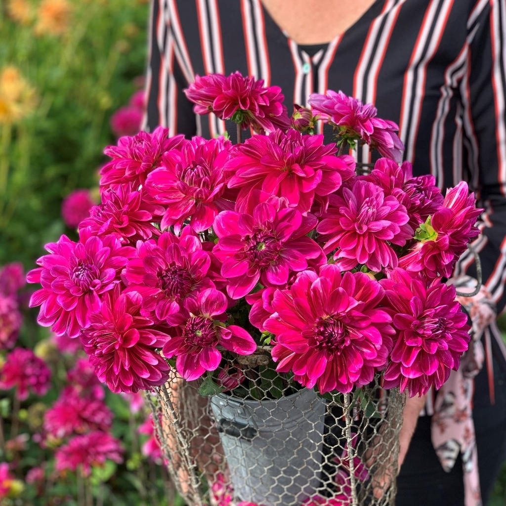 Cantiflora