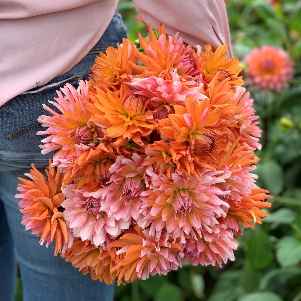 Orange Turmoil