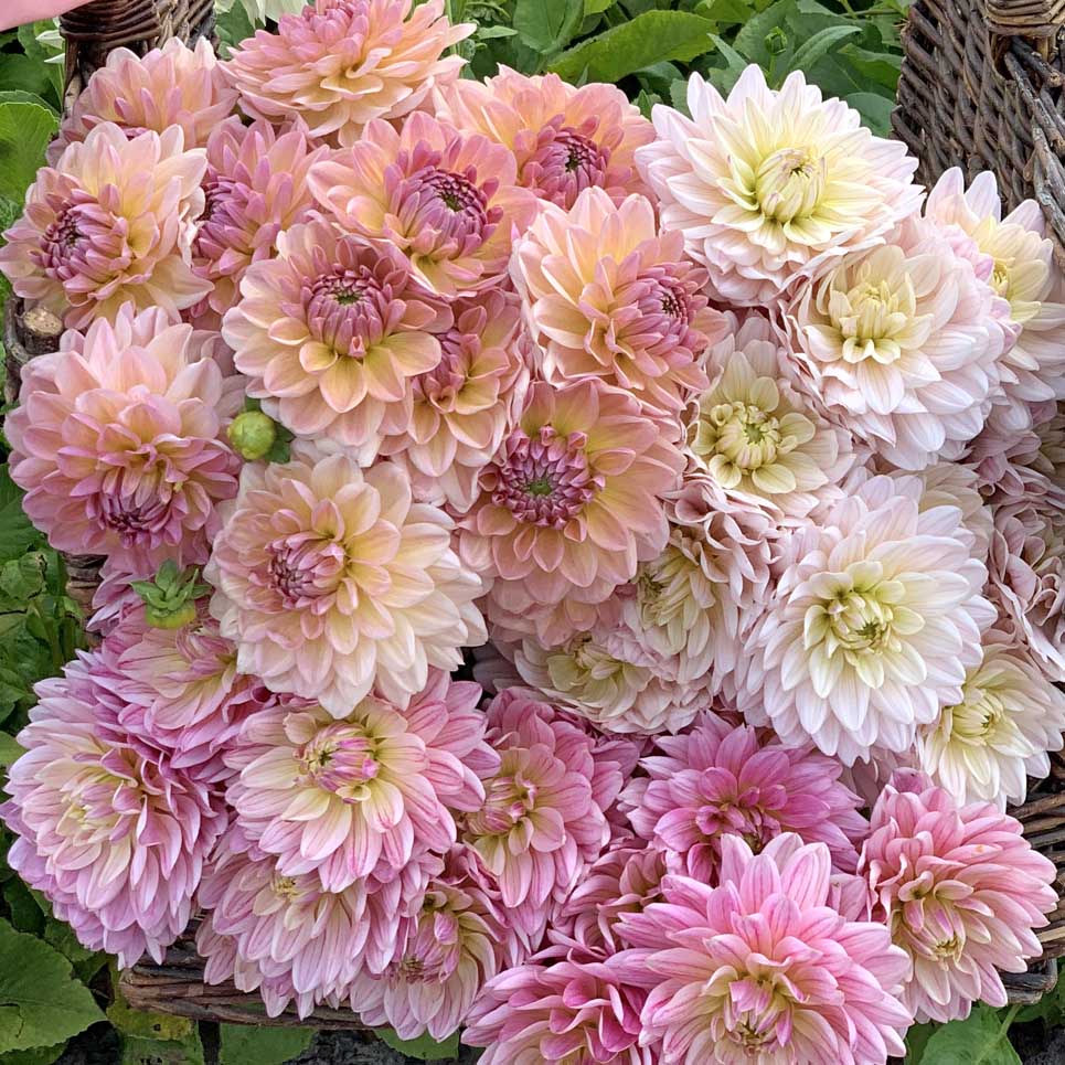Mix Pastel - 3 dahlia's