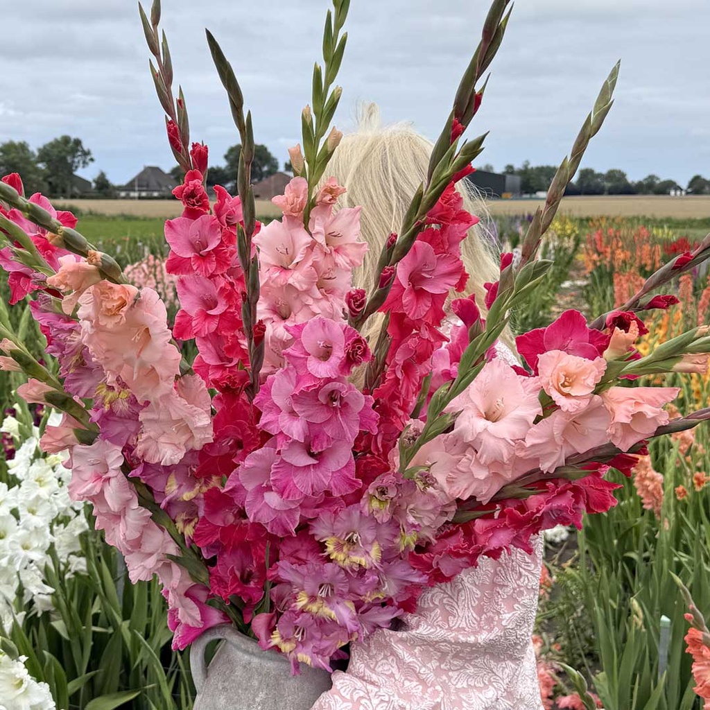Mix Pink Parade (5 bags)