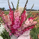Mix Pink Parade (5 bags)