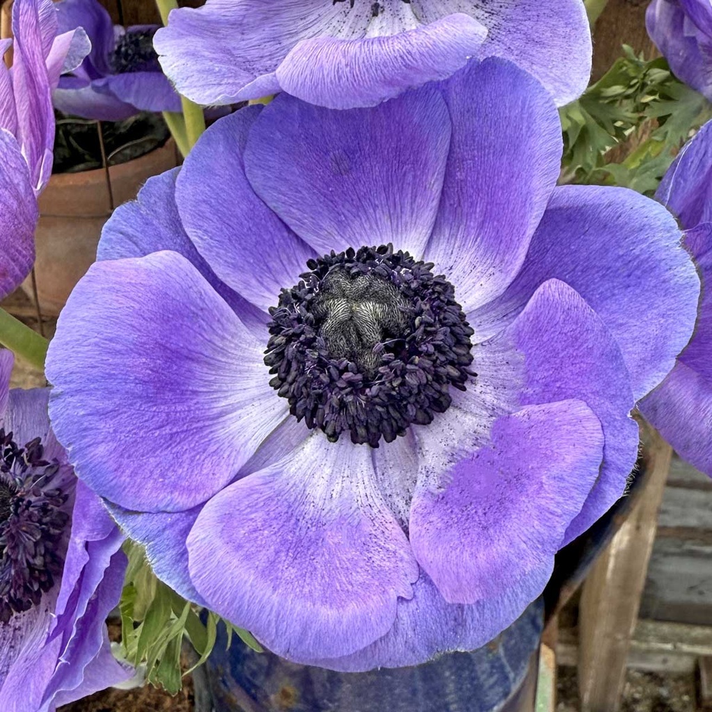 Anemone Mistral Plus Blu®