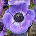 Anemone Mistral Plus Blu®
