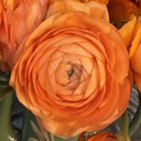 Ranonkels Elegance Clementine®