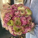 Ranonkels Cloni Pon Pon Malva®