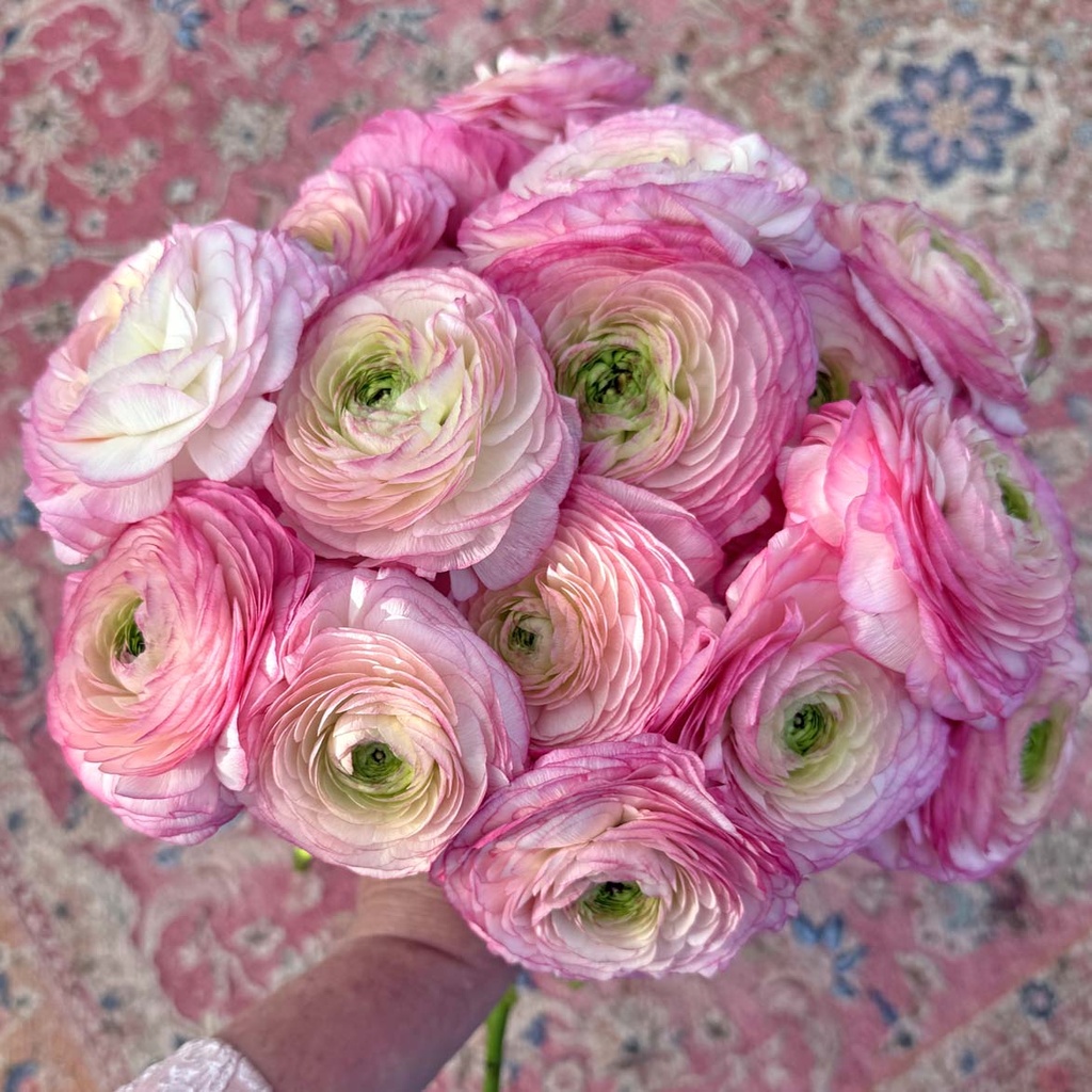 Ranonkel Cloni Success Felicidade