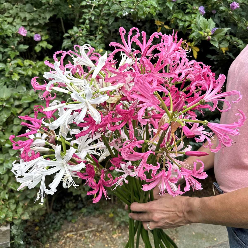 Nerine Bordermix
