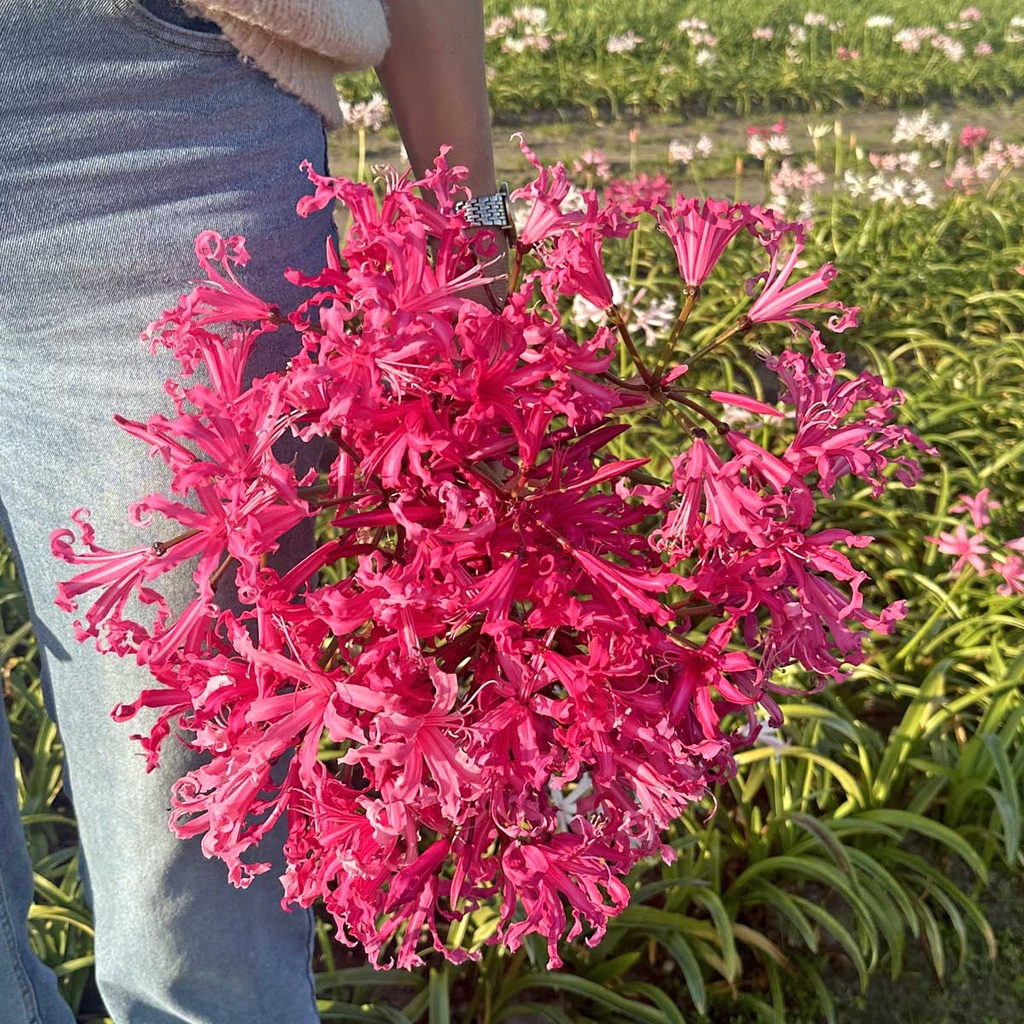 Nerine Bowdenii Pink