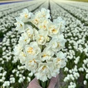 Bridal Crown