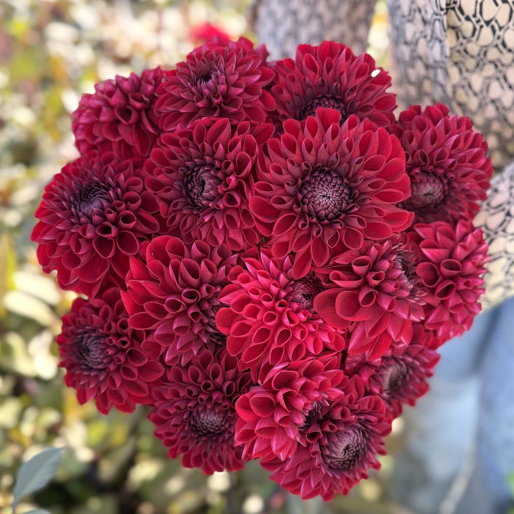 Baccara