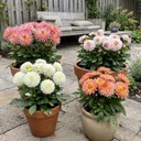 Mix Perfect Pot Dahlia's (4 dahlia's)