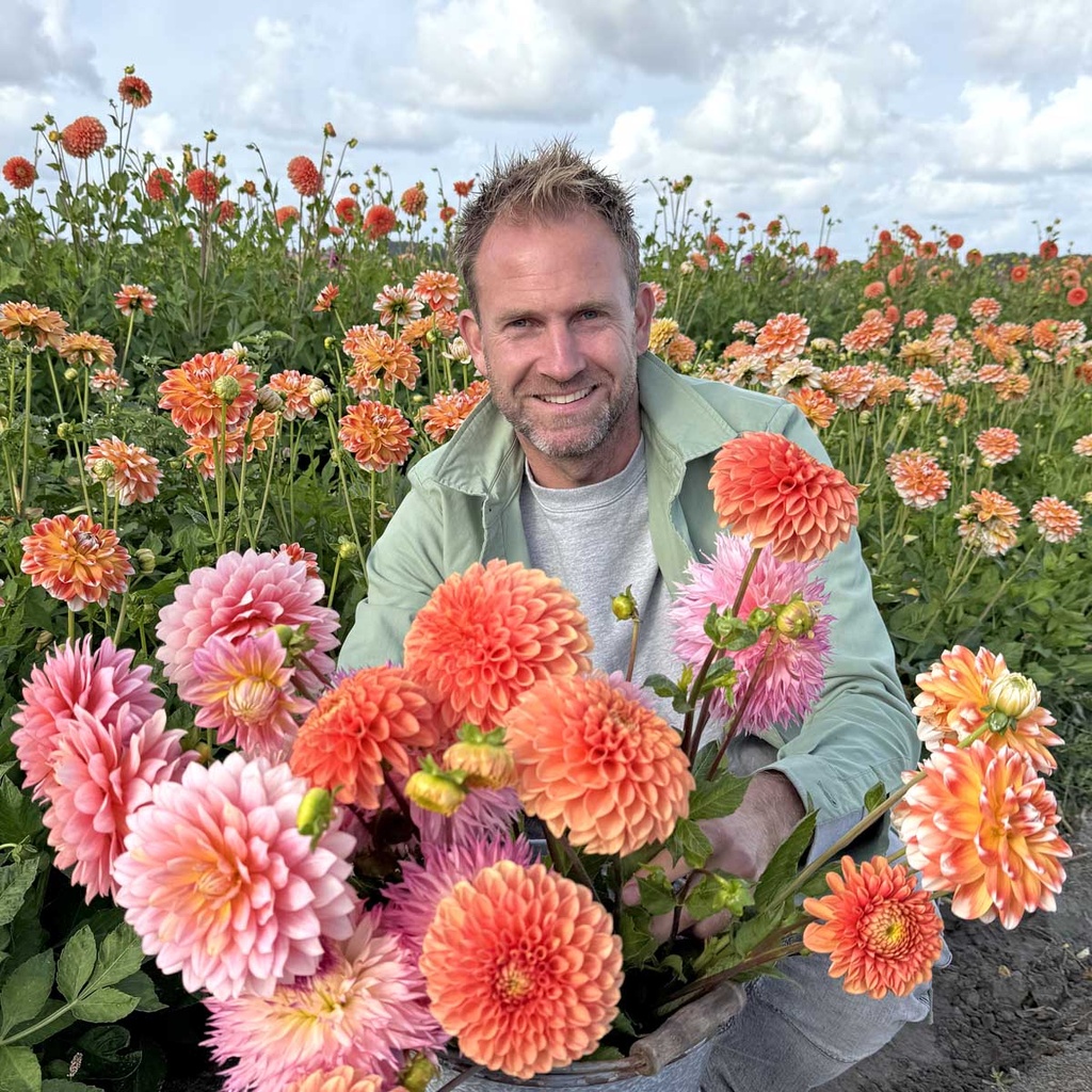 Mix Boer Tom's favoriete dahlia's (7 dahlia's) 