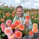 Mix Boer Tom's favoriete dahlia's (7 dahlia's) 