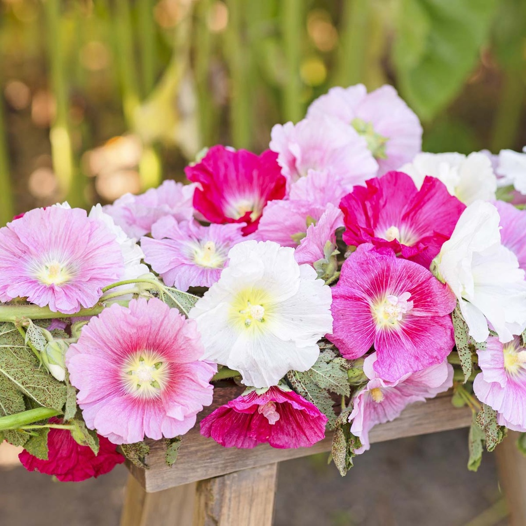 Alcea Indian Spring Mix (stokroos)