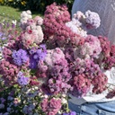 Ageratum Timeless Mix (leverbalsem)