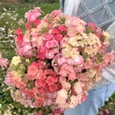 Phlox Beauty Coral Reef