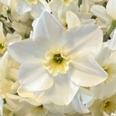 Lieke