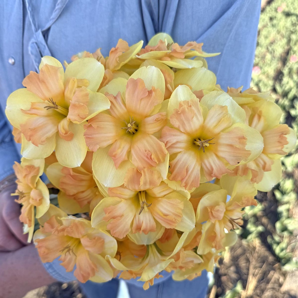 Peachy Dream