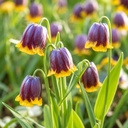 Fritillaria Michailovski 10x