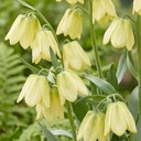 Fritillaria Pallidiflora 5x