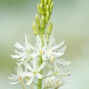 Camassia Alba 10x