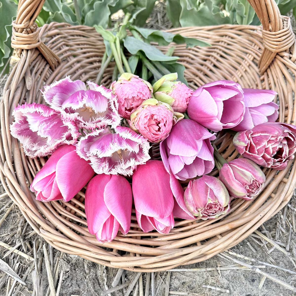 Mix Pretty in Pink (50 st.)