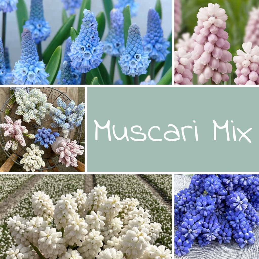 Mix Muscari