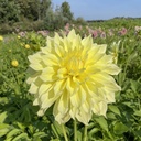 Kelvin Floodlight