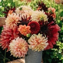 Mix Autumn (5 dahlias)
