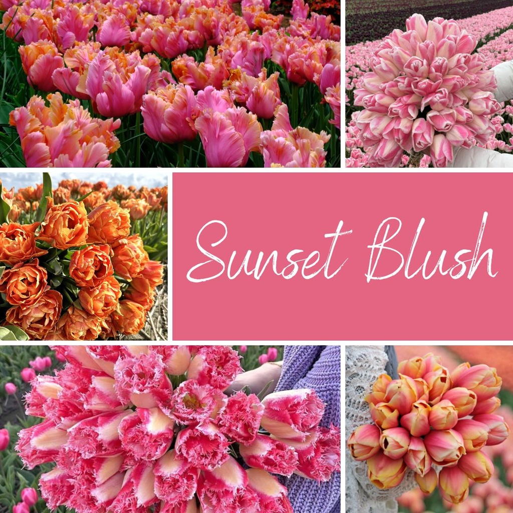 Mix Sunset Blush 