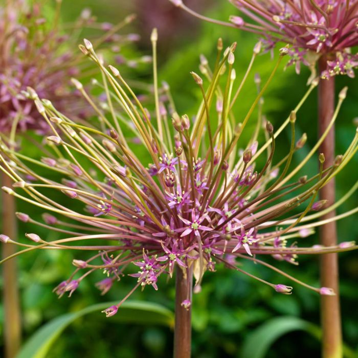 Allium Schubertii 3 st.