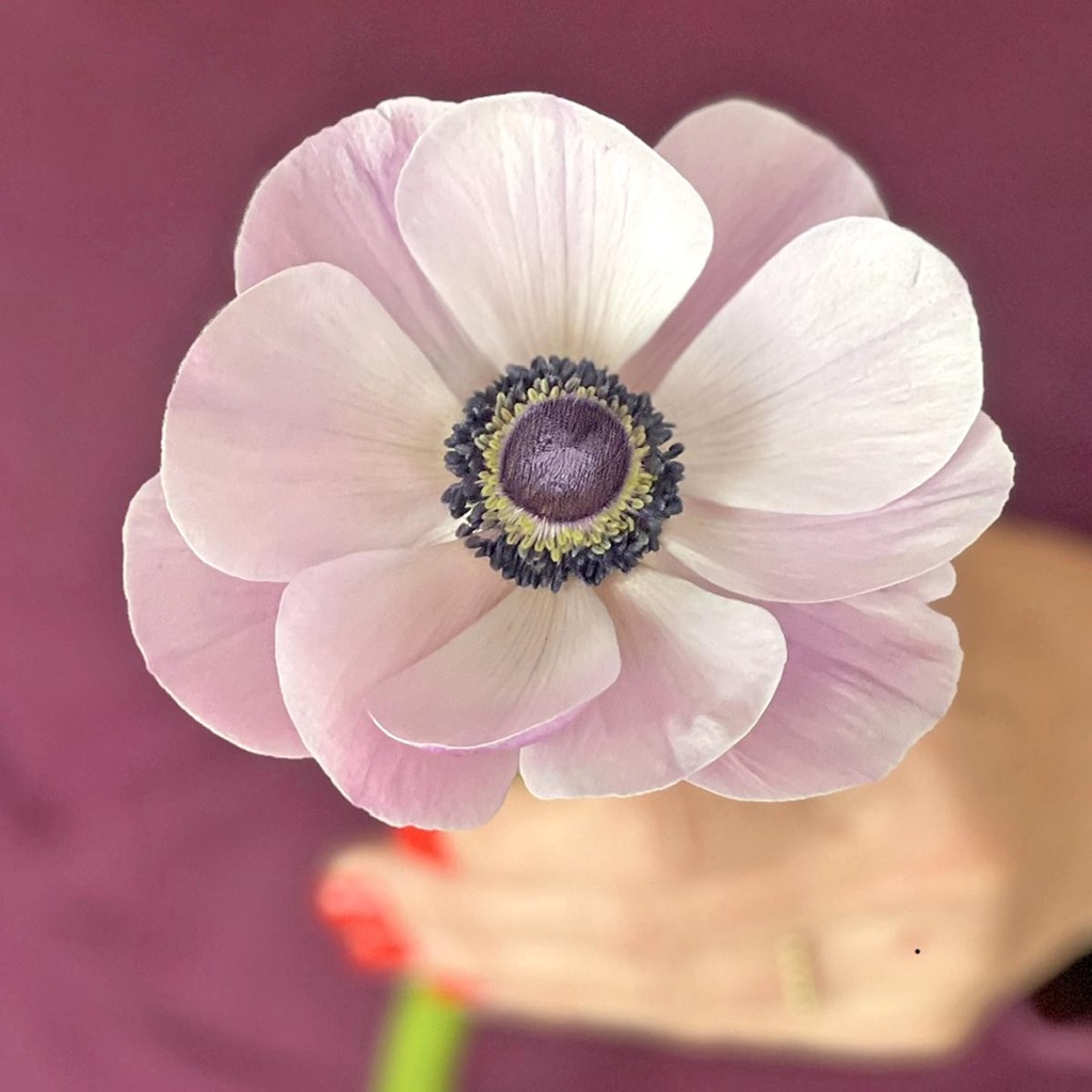 Anemone Mistral Plus Rarity®