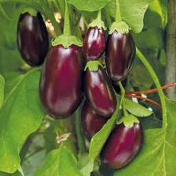 Product Afbeelding