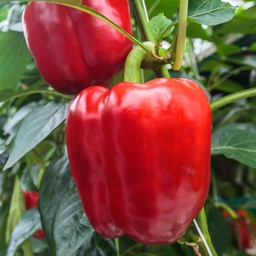 Product Afbeelding