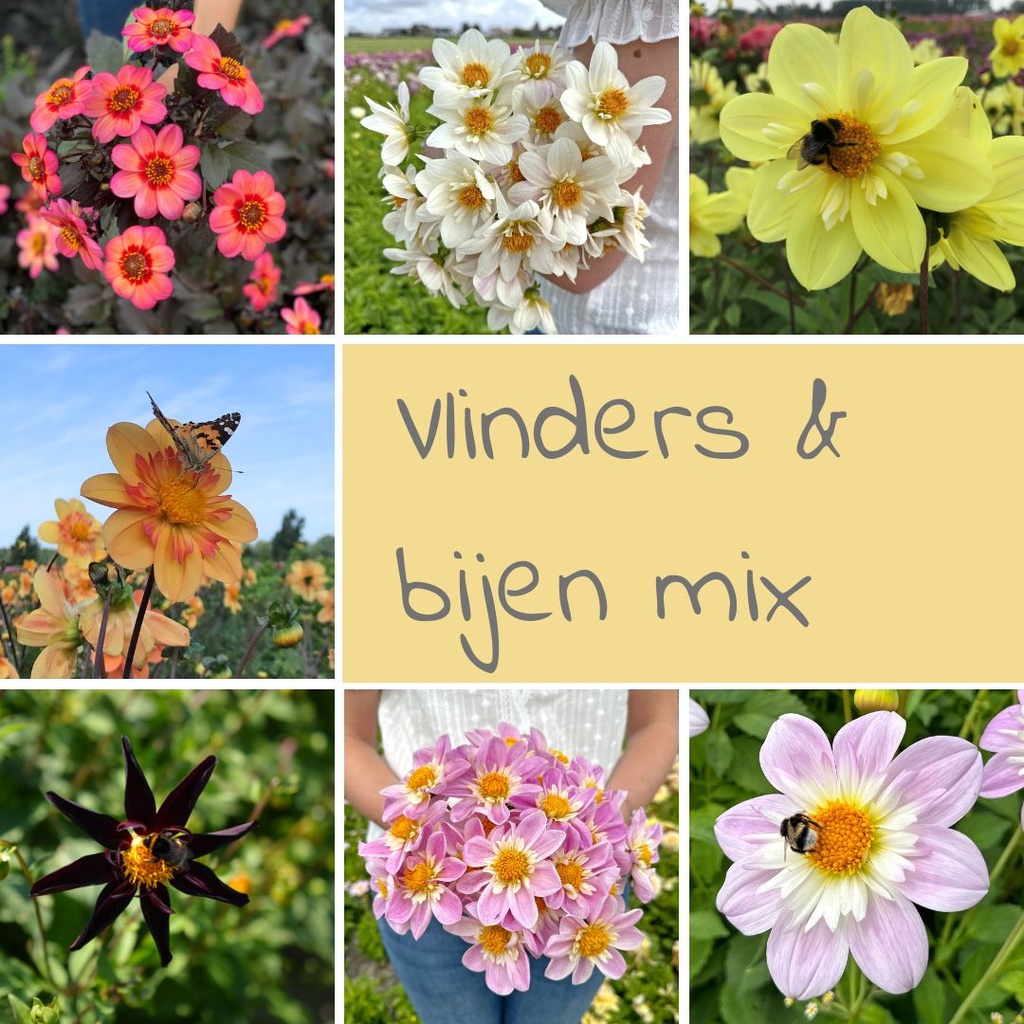 Mix Vlinders & Bijen (7 dahlia's)