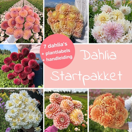 Mix Dahlia Start Pakket